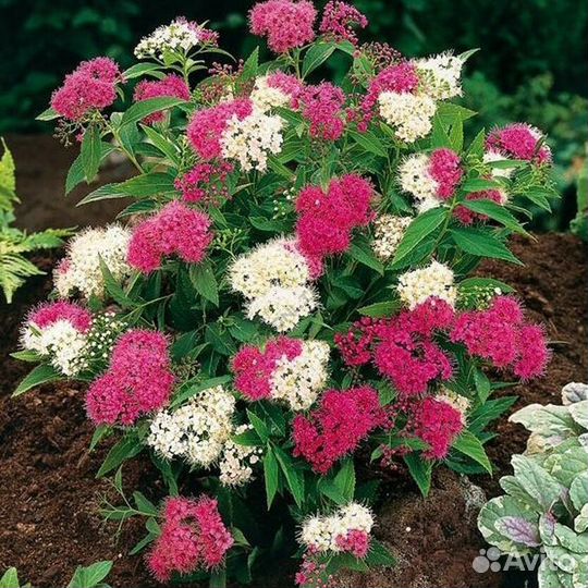 Спирея Джинпей