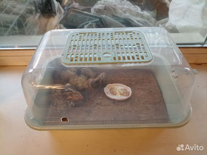 Улитка архахатина эгрегия