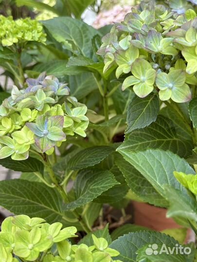 Новинка Hydrangea macr. Rembrandt Bella Pesche