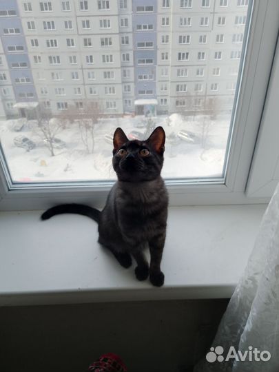 Кот