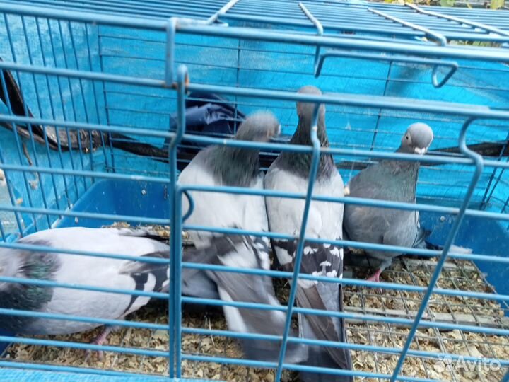 Голуби Венгры синие, пепельные