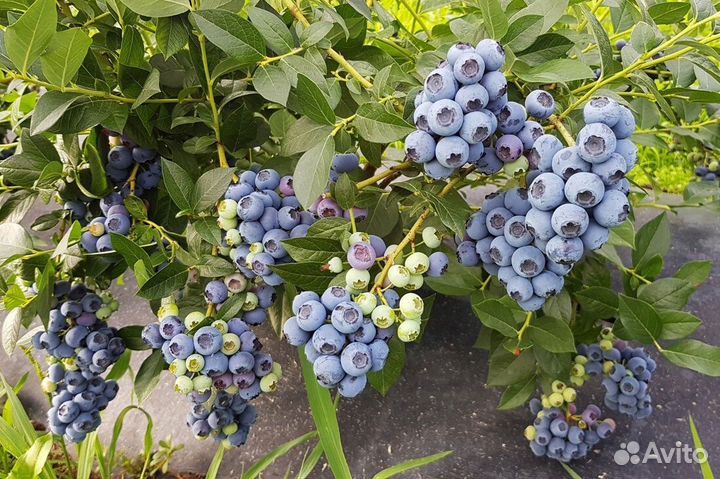 Саженцы голубика 