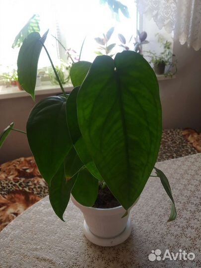 Сингониум макрофиллум