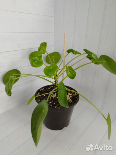 Pilea Peperomioides Пилея пеперомиевидная