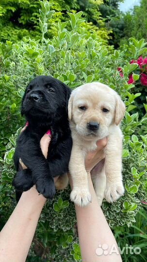 Щенки лабрадора