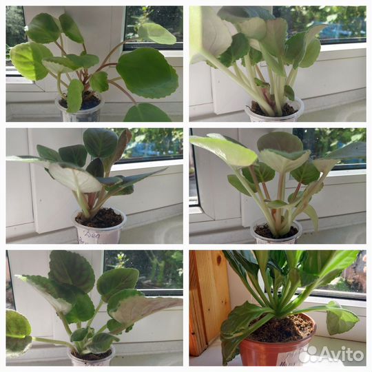 Продам цветы комнатные