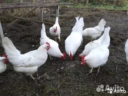Куры Несушки Молодняк