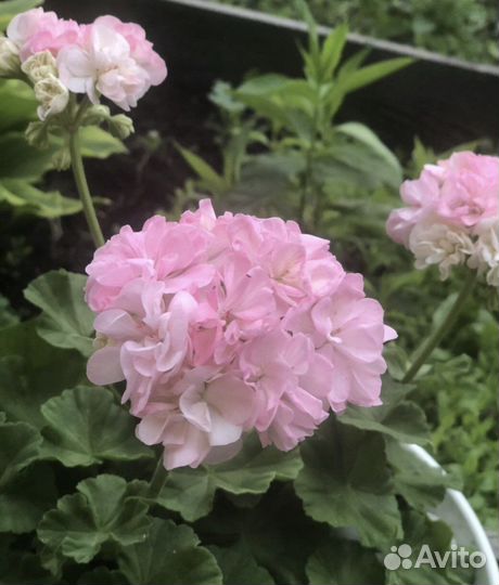 Пеларгония герань Dovepoint