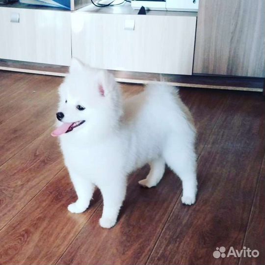 Малый немецкий шпиц