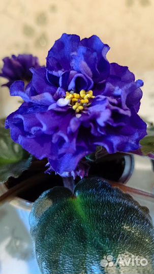 Фиалка Тёмная ночь (Дадоян)