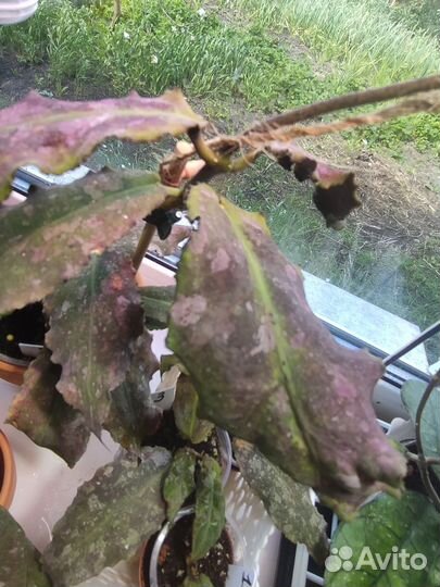 Хойя ундулата