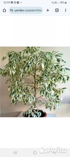 Фикус бенджамина пестролистный