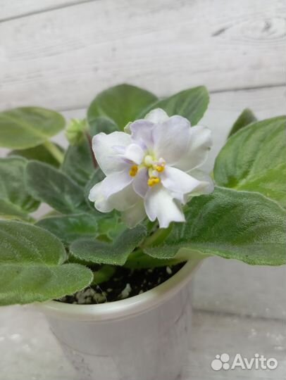 Фиалки полумини/мини розетки