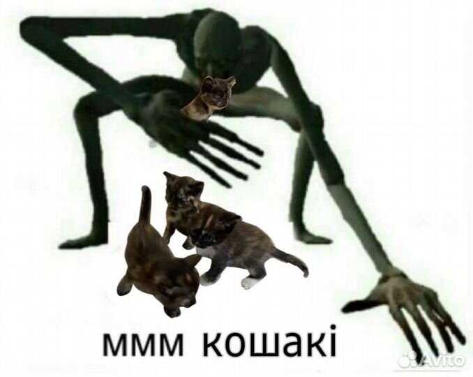 Котятки