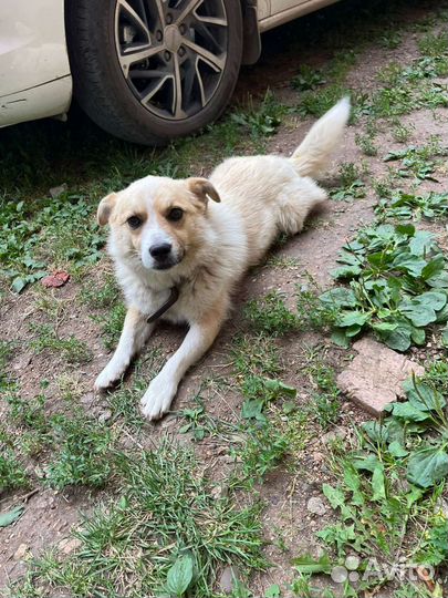 Лайка мальчик