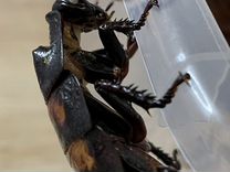 Мадагаскарские тараканы (мелочь и подростки)