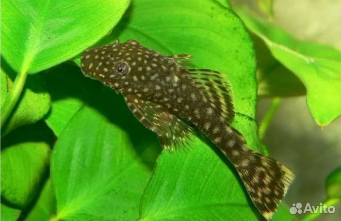 Роголистник