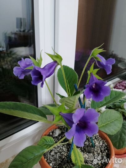 Фиалки, глоксинии-тидеи