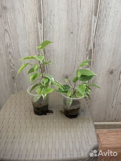 Фикус бенджамина Кинки