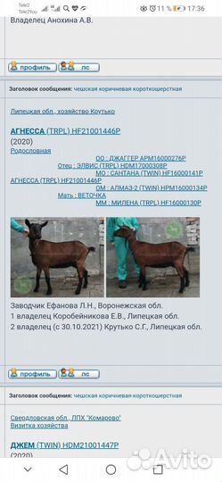Чешские козлики