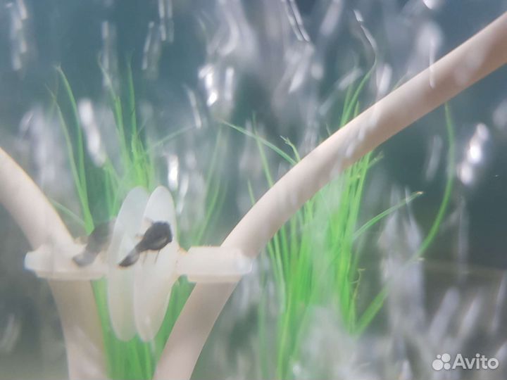 Сомики анциструсы