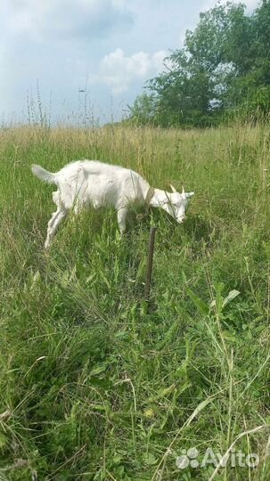 Козлята