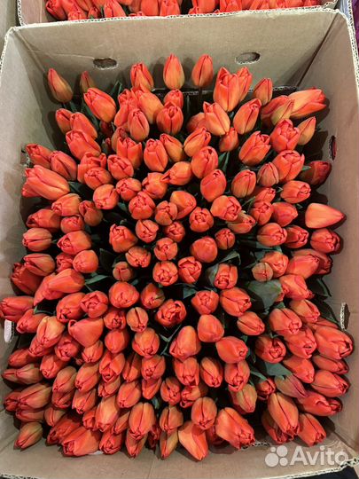 Луковицы тюльпанов