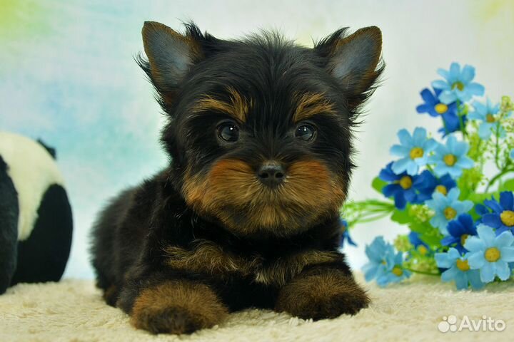 Цветной йорк, мальчик Лаки