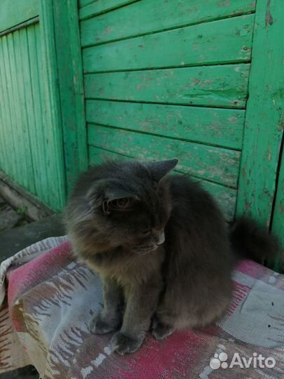 Кошка Мура