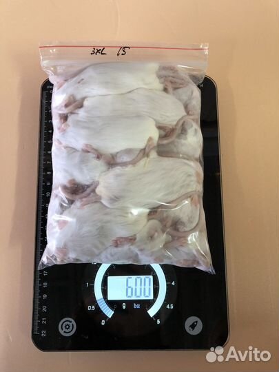 Мыши для кормления змей, варанов, сов (заморозка)