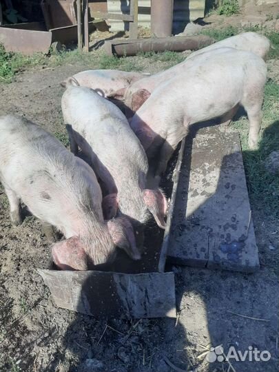 Продаю поросят