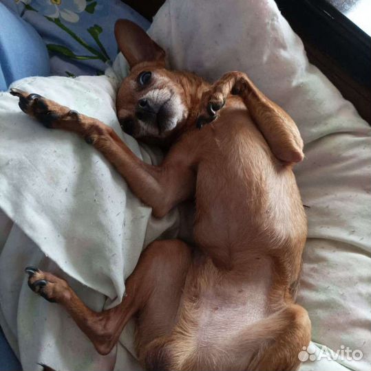 Мини той-терьер вязка