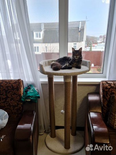 Когтеточка для мейн-куна «Великан» на заказ