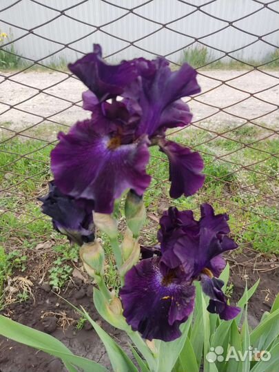 Ирис белый и фиолетовый