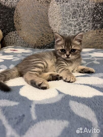 Британские котята