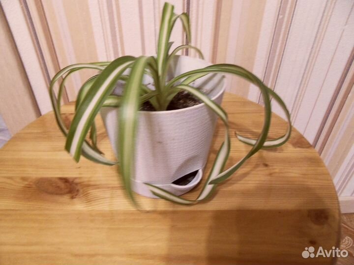 Мята Хлорофитум кудрявый Бегония Алоэ