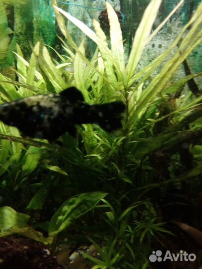 Апистограмма рамирези и другие рыбки