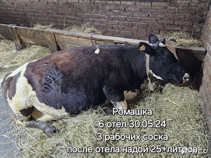 Коровы высокоудойные