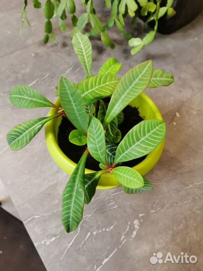 Молочай 5 шт