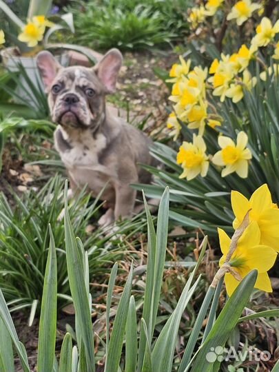 Лиловый мрамор