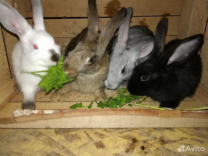 Мясо кролика