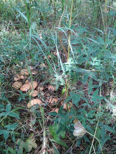 Дом 52 м² на участке 25 сот.