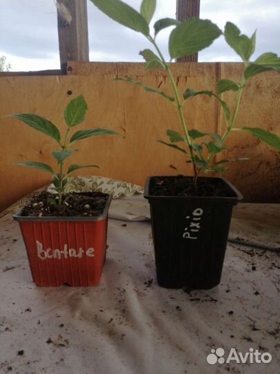 Новинка 2023 Лайм Лайт Прайм и др