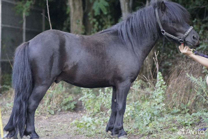 Пони аппалуза