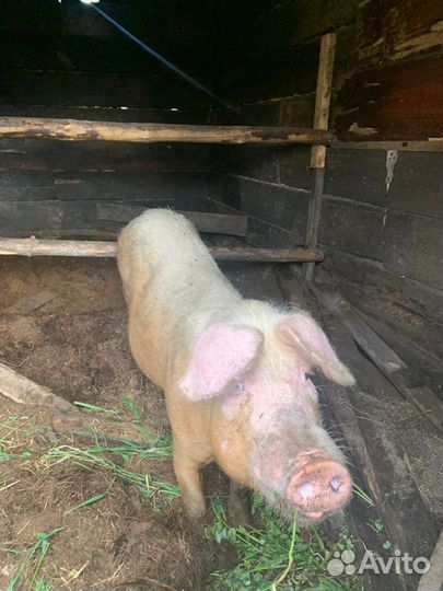 Свинка и хряк 