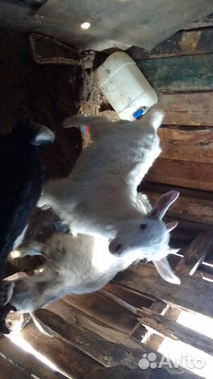 Козлята породистые по 2 месяц один за 2 тысячи