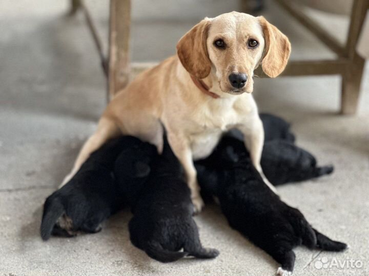 Щенок в добрые руки