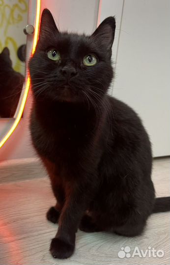 Кошки в добрые руки