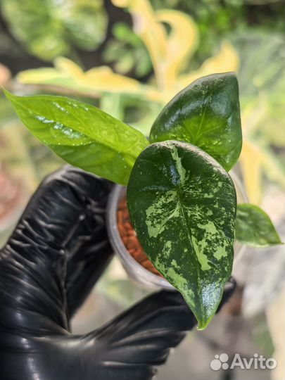 Алоказия Синуата минт