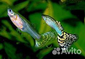 Рыбы гуппи гупешки